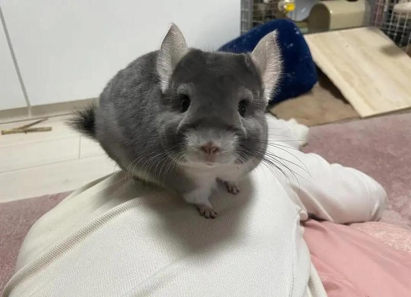 哪些貓品種更適合與龍貓共養(yǎng)？，養(yǎng)貓“首選”這6種貓，漂亮又好養(yǎng)！