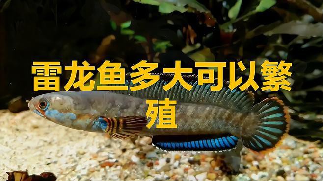 哪些雷龍魚(yú)品種可以人工繁殖？，哪些雷龍魚(yú)品種可以實(shí)現(xiàn)人工繁殖這一問(wèn)題已取得一定進(jìn)展