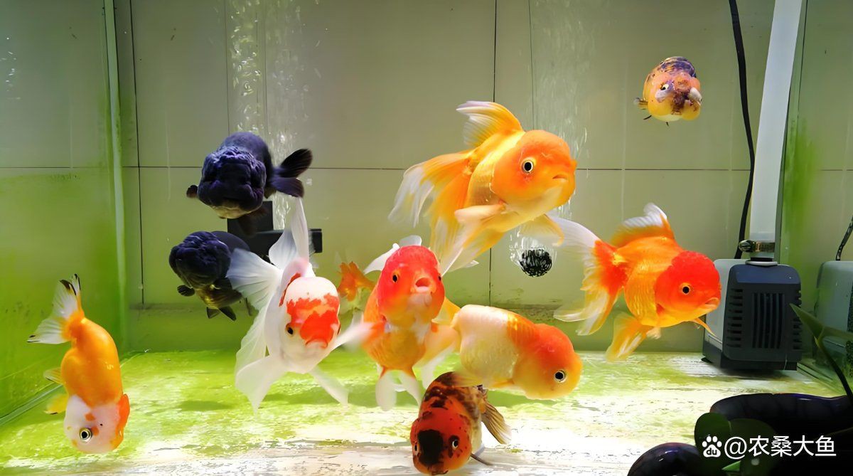 鷹潭魚缸維護，鷹潭地區的魚缸維護全攻略，鷹潭魚缸維護全攻略