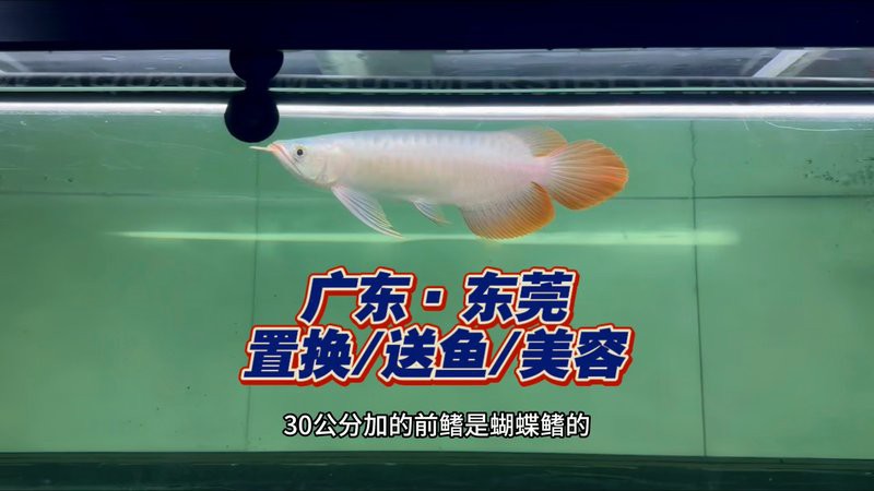 大湖紅龍的市場需求如何？，大湖紅龍市場需求分析