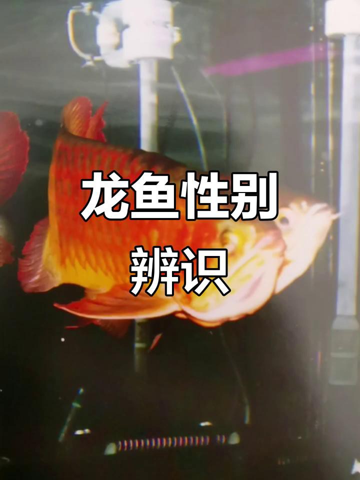 如何區分紅龍魚的幼魚性別？，如何區分紅龍魚幼魚性別 如何區分紅龍魚的幼魚性別？，如何區分紅龍魚幼魚性別 龍魚論壇 第4張