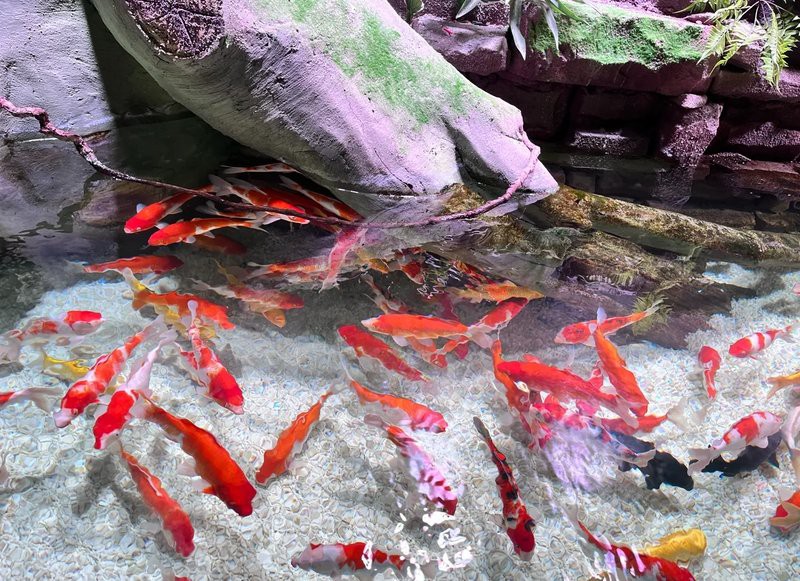 吉安縣水族店，吉安縣有哪些水族店