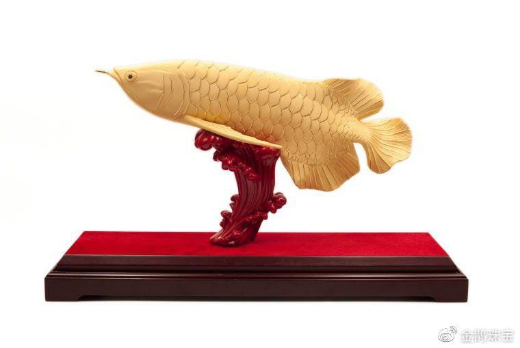 金龍魚的風水寓義和象征，金龍魚在風水學中擺放金龍魚的寓意與風水學中的寓意