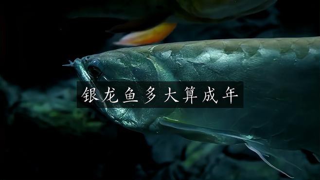 如何判斷銀龍魚是否達到性成熟？，判斷銀龍魚是否達到性成熟需綜合多方面特征觀察