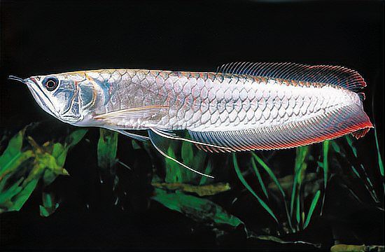 如何判斷銀龍魚是否達到性成熟？，判斷銀龍魚是否達到性成熟需綜合多方面特征觀察