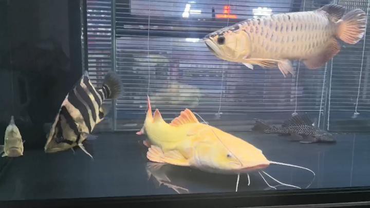 50公分的古典過背金龍魚價格是多少？，50公分古典過背金龍魚價格多少錢一條汽車之家