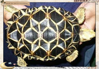 公安水族店，公安縣森森水族館非法交易瀕危動物案例提醒水族行業經營者需嚴格遵守野生動物保護法規 公安水族店，公安縣森森水族館非法交易瀕危動物案例提醒水族行業經營者需嚴格遵守野生動物保護法規 全國水族館企業名錄 第4張