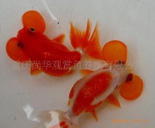 南岸水族店，南岸水族店哪家口碑最好