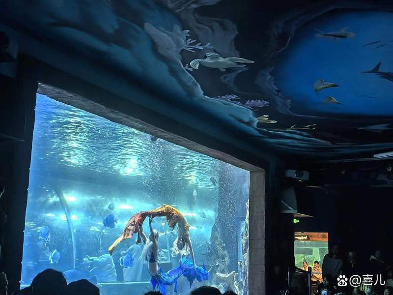 岳麓水族店，岳麓水族店哪個口碑最好