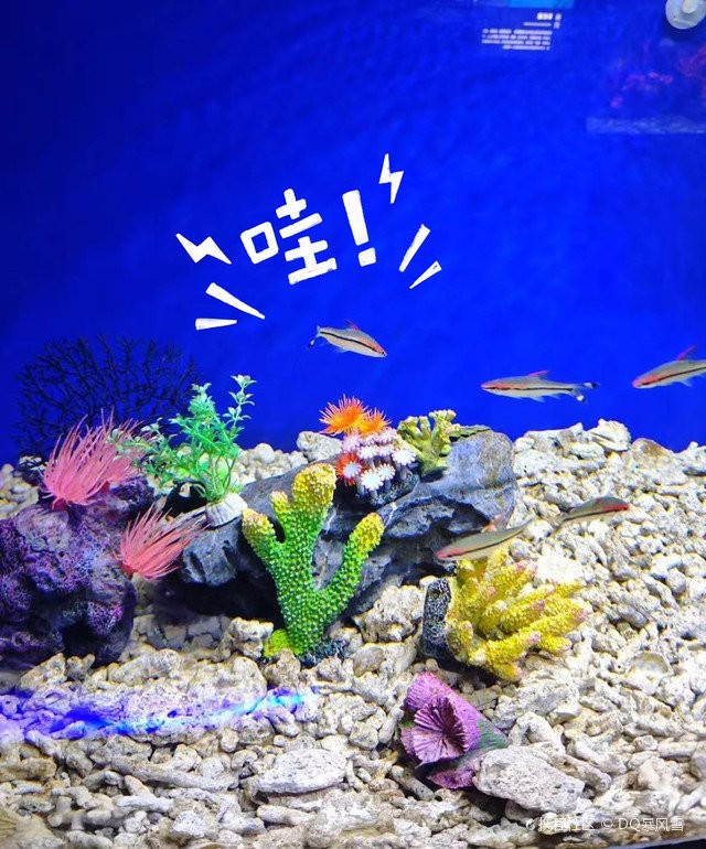 岳麓水族店，岳麓水族店哪個口碑最好