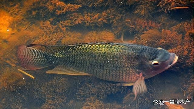 魚塘水霉病怎么治最快，水產(chǎn)衛(wèi)士，魚塘水霉病怎么治最快