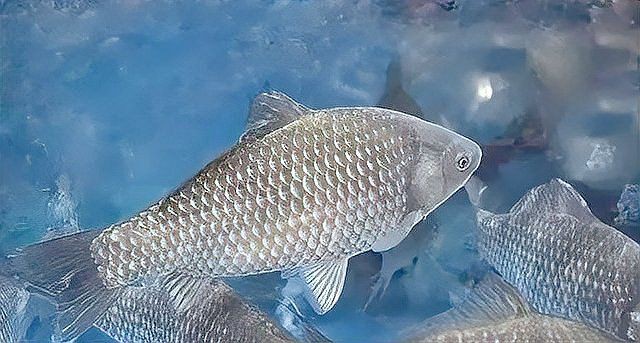 魚塘水霉病怎么治最快，水產(chǎn)衛(wèi)士，魚塘水霉病怎么治最快