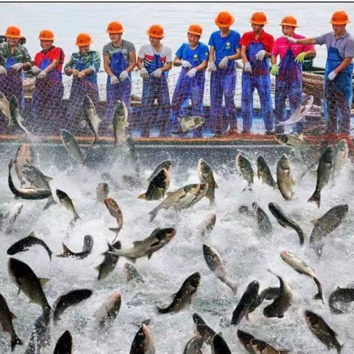 魚塘水霉病怎么治最快，水產(chǎn)衛(wèi)士，魚塘水霉病怎么治最快