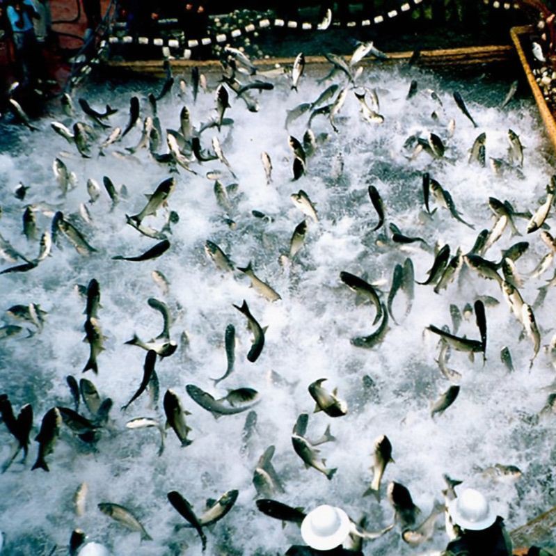 魚塘水霉病怎么治最快，水產(chǎn)衛(wèi)士，魚塘水霉病怎么治最快
