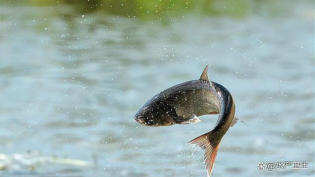 魚塘水霉病怎么治最快，水產(chǎn)衛(wèi)士，魚塘水霉病怎么治最快