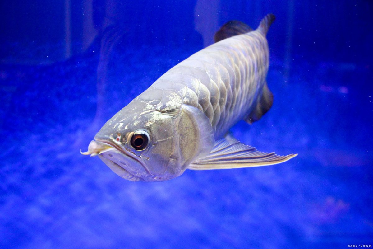 40厘米金龍魚飼養難度大嗎？，40厘米金龍魚好養嗎養殖秘籍大揭秘讓你養出健康又美麗的金龍魚 40厘米金龍魚飼養難度大嗎？，40厘米金龍魚好養嗎養殖秘籍大揭秘讓你養出健康又美麗的金龍魚 龍魚論壇 第9張