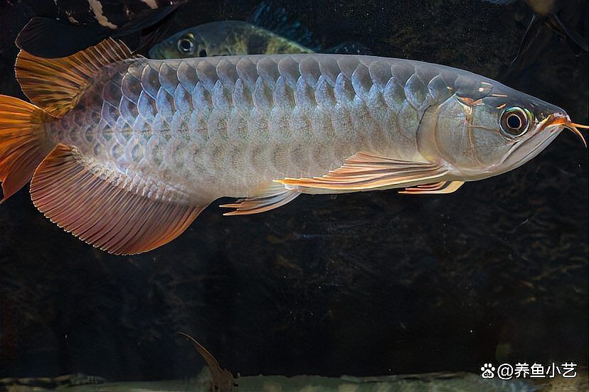 招財龍魚圖片尺寸，招財龍魚圖片的尺寸相關內容聚焦于招財龍魚圖片的內容