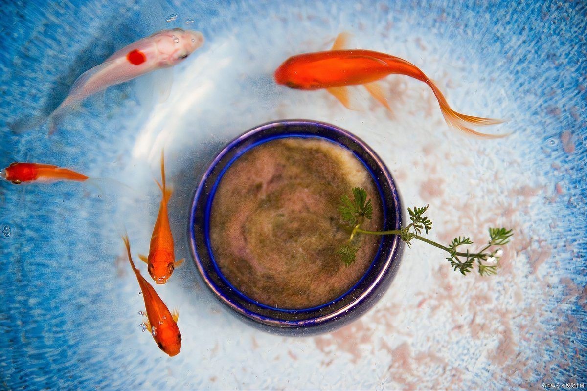 阜陽(yáng)魚(yú)缸維護(hù)，阜陽(yáng)地區(qū)魚(yú)缸維護(hù) 阜陽(yáng)魚(yú)缸維護(hù)，阜陽(yáng)地區(qū)魚(yú)缸維護(hù) 全國(guó)水族館企業(yè)名錄 第4張