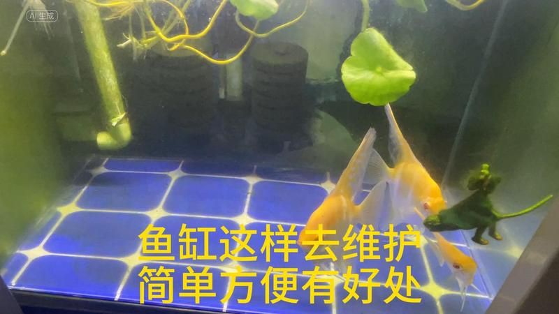 雅安魚缸維護(hù)，雅安魚缸全方位維護(hù)帶來了特殊挑戰(zhàn)，老玩家教你四步搶救+三維管理