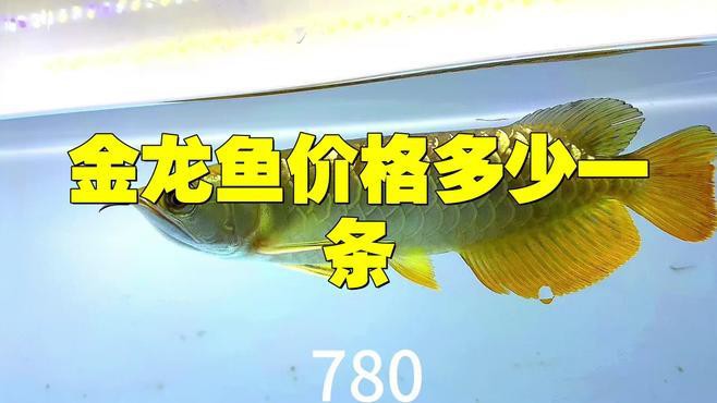 哪些因素會影響過背金龍魚的價格？，過背金龍魚為什么那么貴