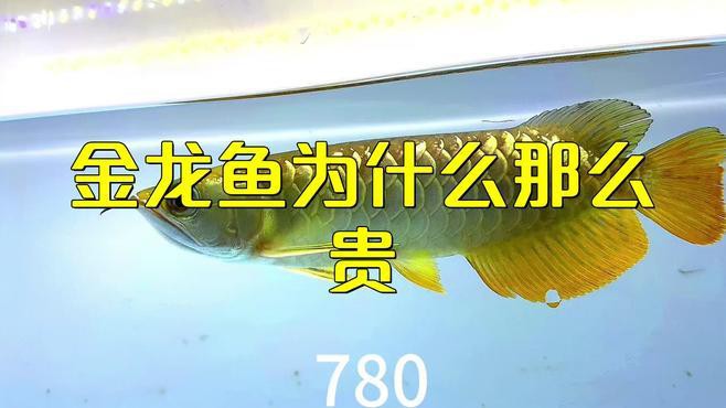 哪些因素會影響過背金龍魚的價格？，過背金龍魚為什么那么貴