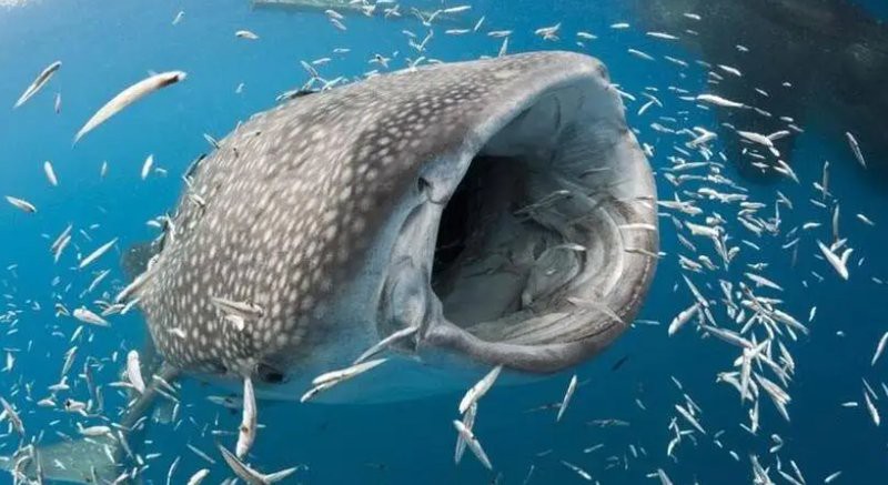 世界十大頂級海魚，世界十大頂級海魚匯聚了海洋中的珍稀物種 世界十大頂級海魚，世界十大頂級海魚匯聚了海洋中的珍稀物種 龍魚論壇 第1張