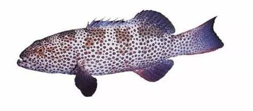 世界十大頂級海魚，世界十大頂級海魚匯聚了海洋中的珍稀物種 世界十大頂級海魚，世界十大頂級海魚匯聚了海洋中的珍稀物種 龍魚論壇 第3張