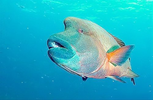 世界十大頂級海魚，世界十大頂級海魚匯聚了海洋中的珍稀物種 世界十大頂級海魚，世界十大頂級海魚匯聚了海洋中的珍稀物種 龍魚論壇 第2張