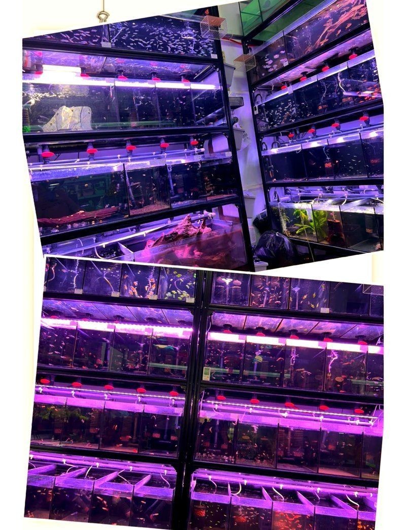 武漢水族店，周末探店-武漢花鳥市場寶藏觀賞魚店，超值體驗! 武漢水族店，周末探店-武漢花鳥市場寶藏觀賞魚店，超值體驗! 全國水族館企業名錄 第3張