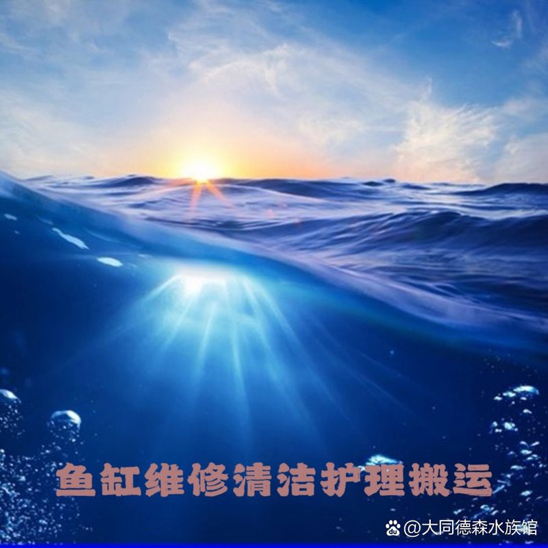 <strong><mark>大同</mark></strong>縣水族店，大唐有余水族旗艦店的地址在哪里