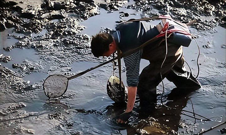 泥鰍圖片大全大圖，水中人參——泥鰍 泥鰍圖片大全大圖，水中人參——泥鰍 龍魚論壇 第7張