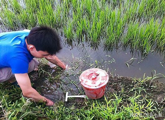 泥鰍圖片大全大圖，水中人參——泥鰍 泥鰍圖片大全大圖，水中人參——泥鰍 龍魚論壇 第8張