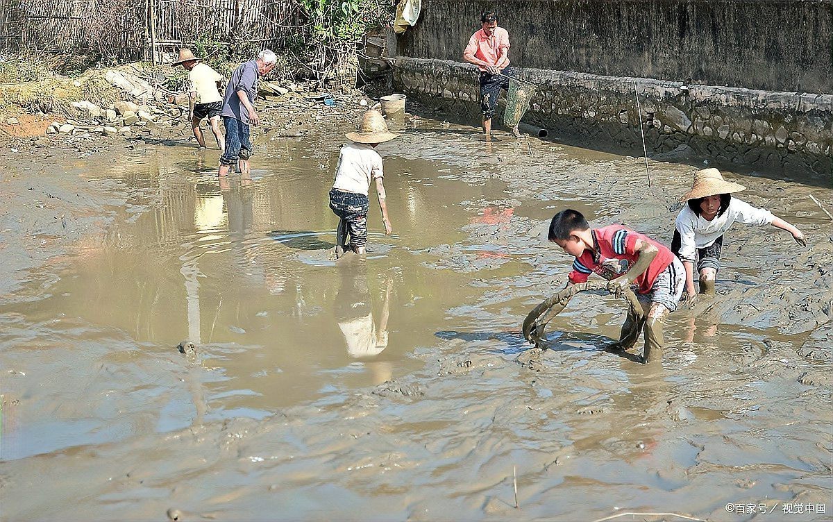 泥鰍圖片大全大圖，水中人參——泥鰍 泥鰍圖片大全大圖，水中人參——泥鰍 龍魚論壇 第9張