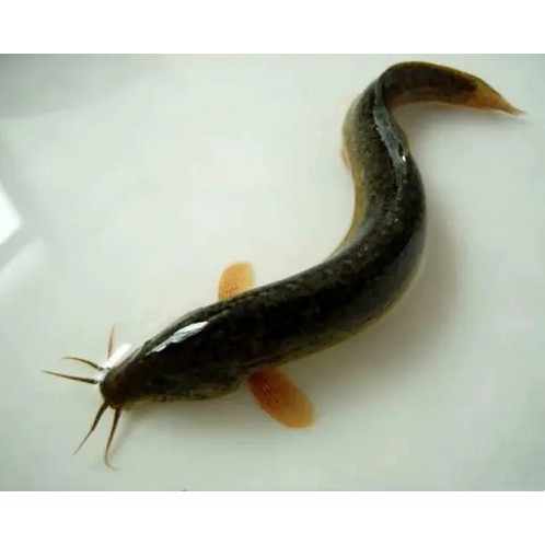 泥鰍圖片大全大圖，水中人參——泥鰍 泥鰍圖片大全大圖，水中人參——泥鰍 龍魚論壇 第5張