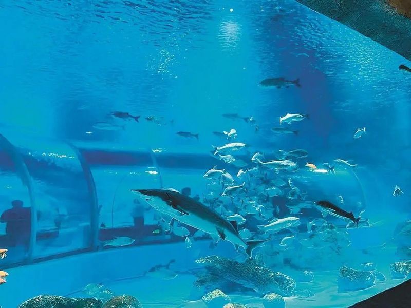 紹興水族批發市場，紹興人的水族館來了，浙東淡水魚館開門迎客 紹興水族批發市場，紹興人的水族館來了，浙東淡水魚館開門迎客 全國水族館企業名錄 第1張