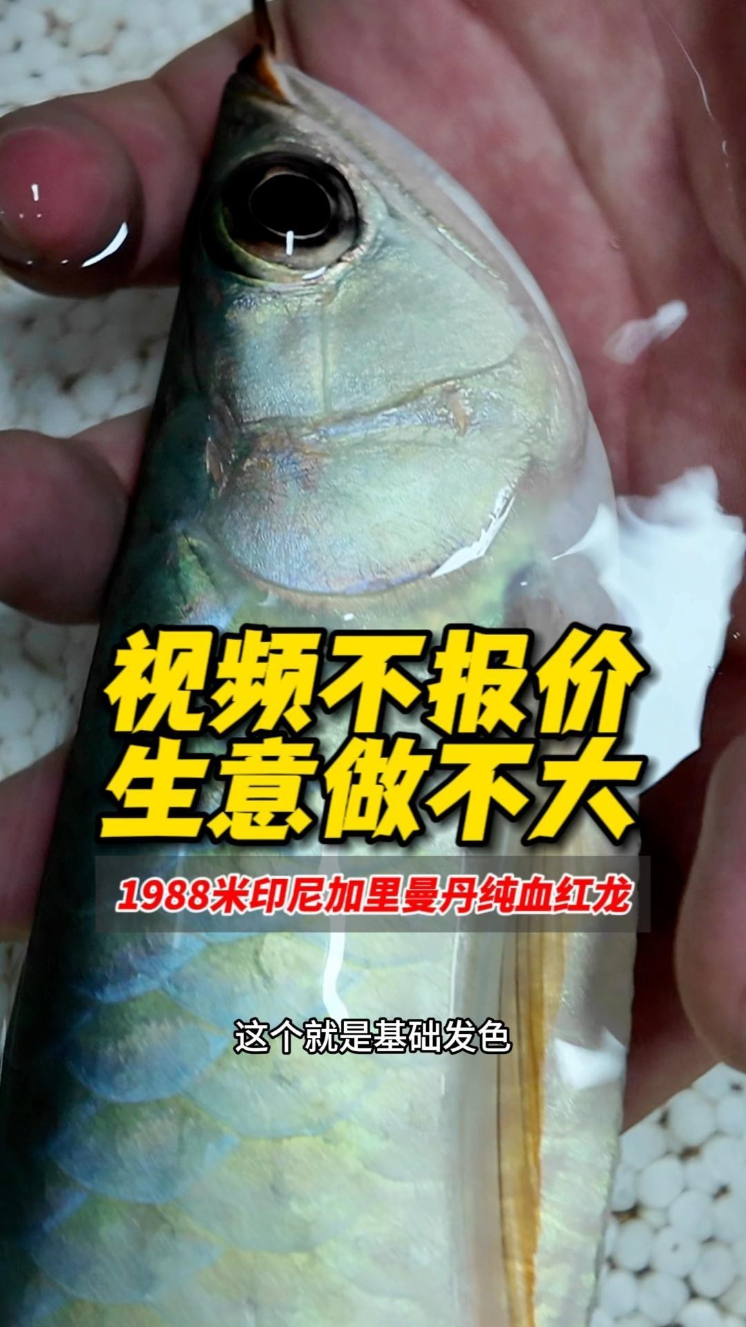 印尼超血紅龍有哪些品種？，印尼超血紅龍屬于什么檔次 印尼超血紅龍有哪些品種？，印尼超血紅龍屬于什么檔次 龍魚百科 第7張