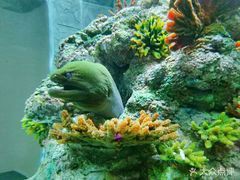 烏魯木齊縣水族店，烏魯木齊縣有沒有專門水族館 烏魯木齊縣水族店，烏魯木齊縣有沒有專門水族館 全國水族館企業名錄 第2張