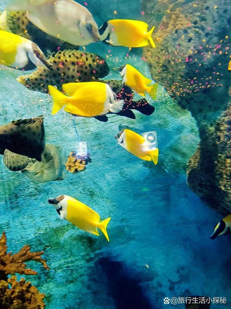 <strong><mark>安康</mark></strong>水族店，<strong><mark>安康</mark></strong>市漢濱區海納水族館企查查<strong><mark>安康</mark></strong>市漢濱區海納水族館