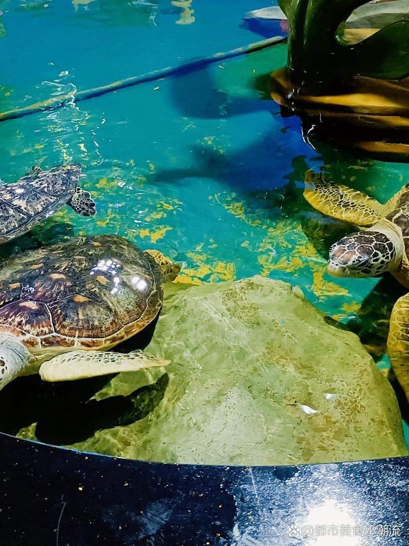 安康水族店，安康市漢濱區海納水族館企查查安康市漢濱區海納水族館