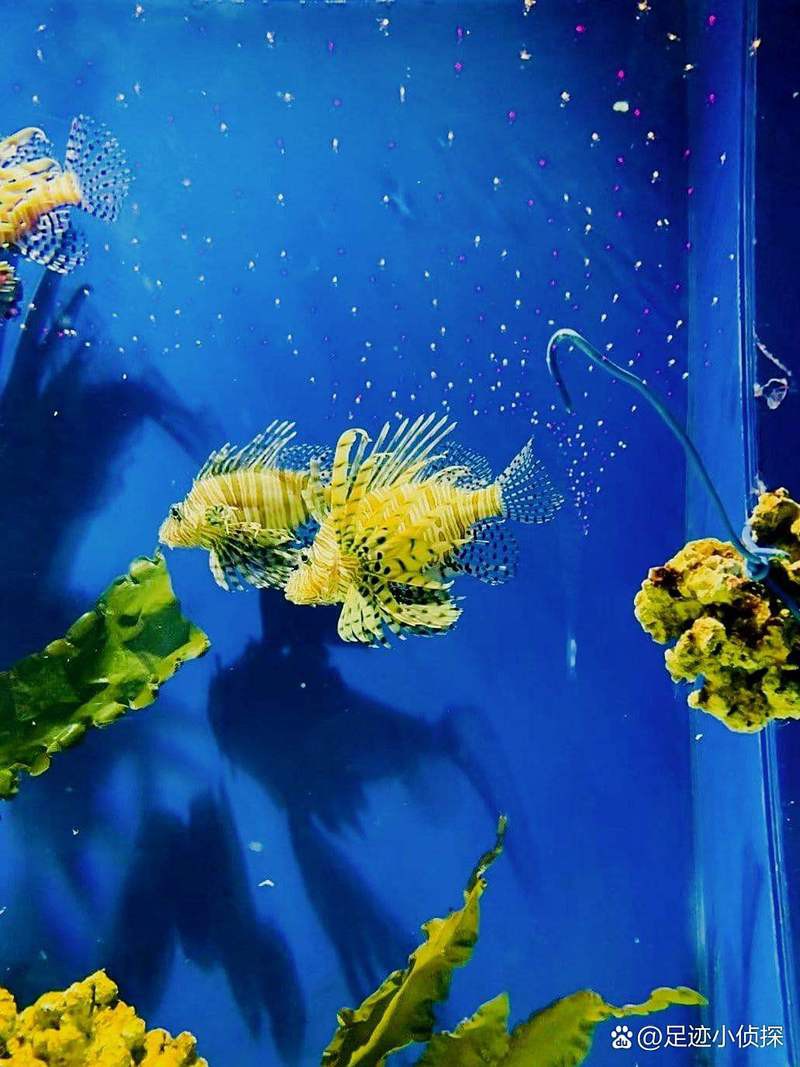 安康水族店，安康市漢濱區海納水族館企查查安康市漢濱區海納水族館