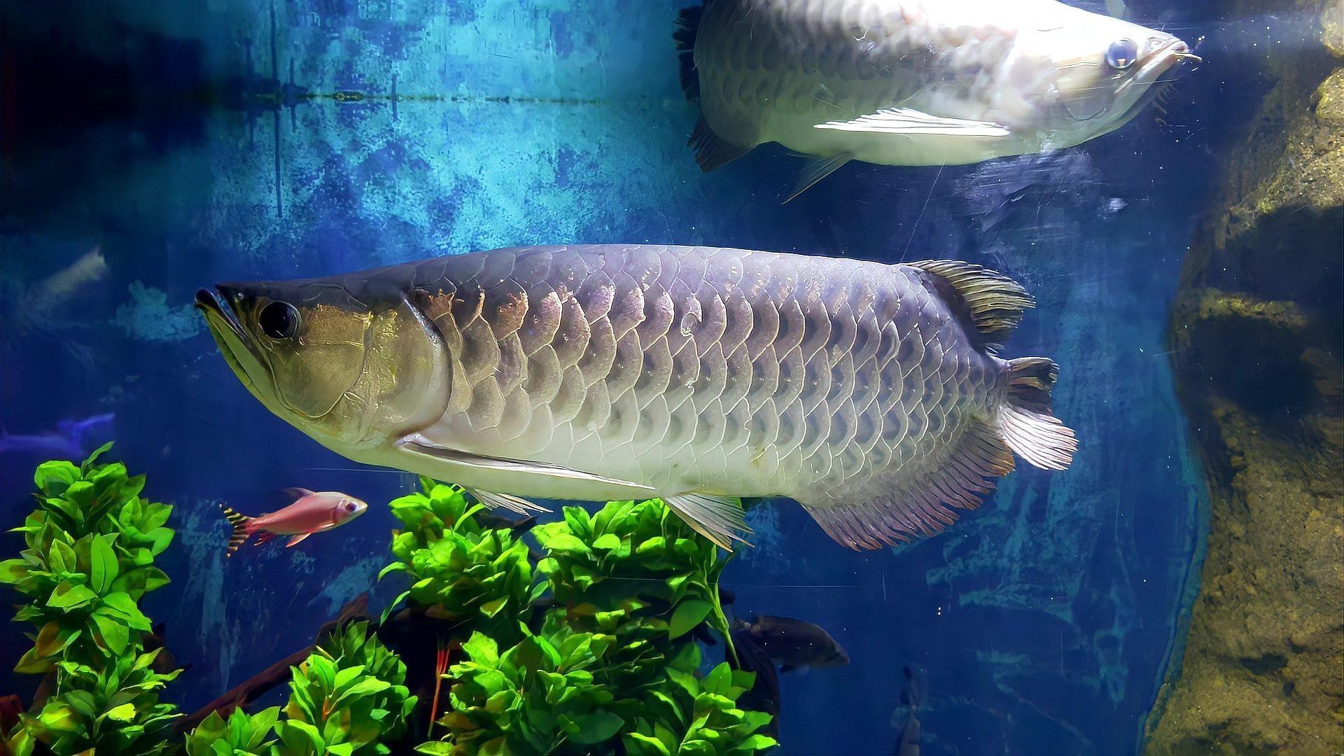 如何安全地飼養(yǎng)龍魚？，《如何安全地飼養(yǎng)龍魚？》