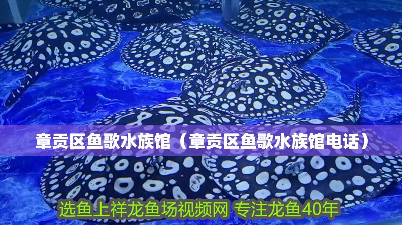 江西水族店，江西水族店耗資千萬打造“海底世界”宜春跨年又有新去處