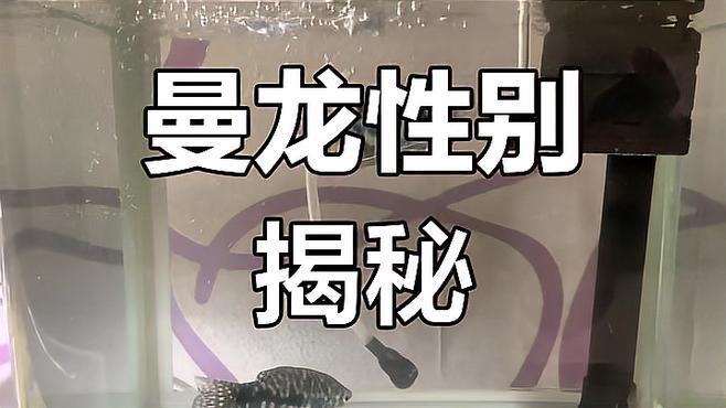 如何判斷曼龍魚的性別？，判斷曼龍魚的性別可從多方面入手