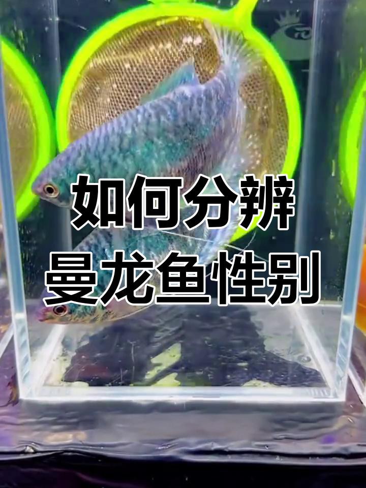 如何判斷曼龍魚的性別？，判斷曼龍魚的性別可從多方面入手 如何判斷曼龍魚的性別？，判斷曼龍魚的性別可從多方面入手 龍魚百科 第8張