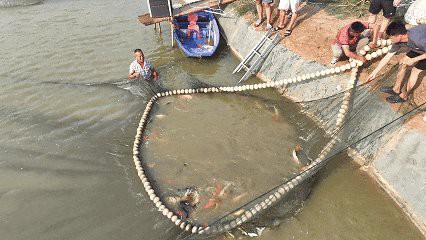 康縣龍魚店，康縣有龍魚店嗎
