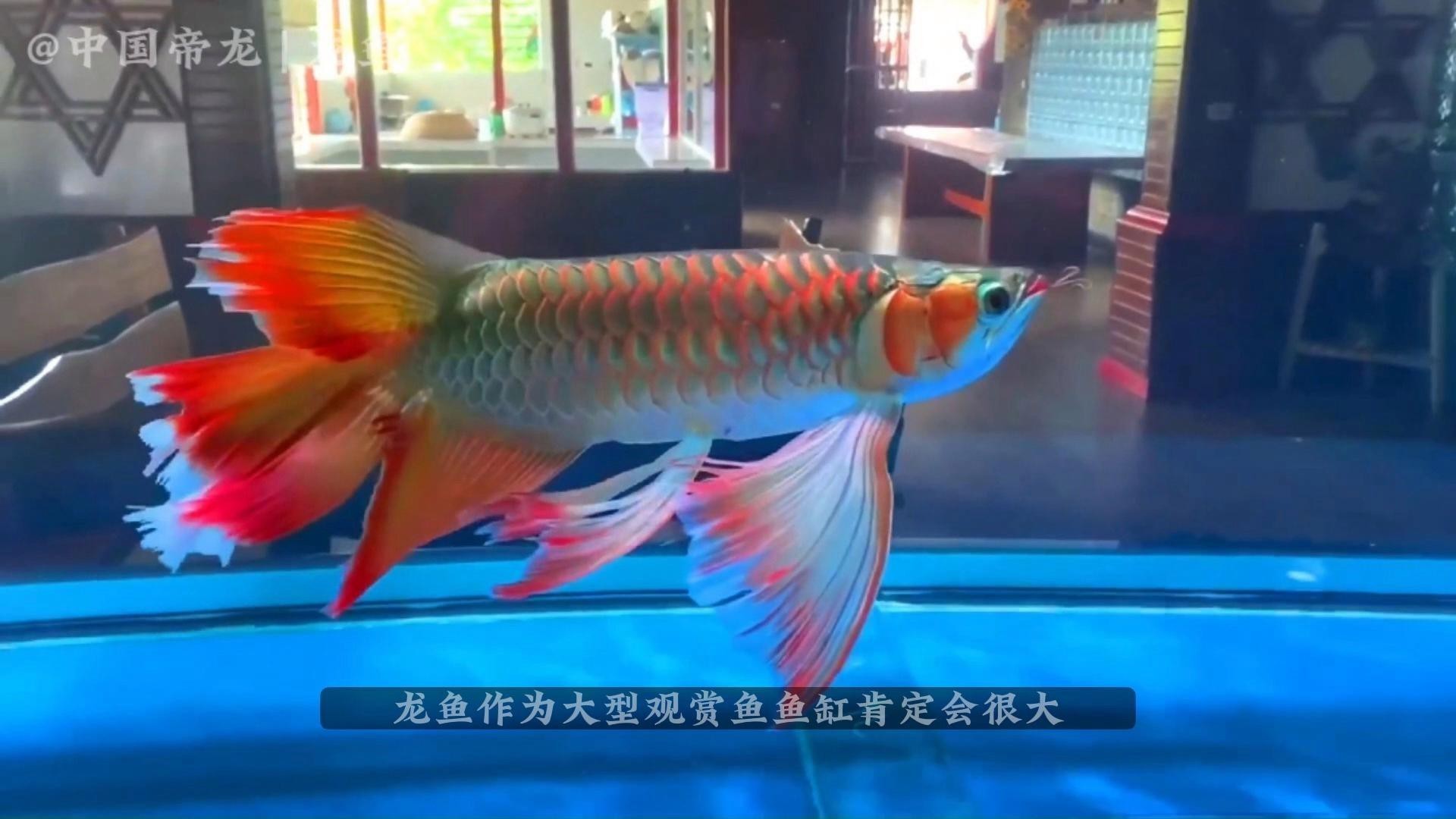 哪些魚種適合與龍魚混養？，哪些魚種適合與龍魚混養這樣搭配最合適與龍魚混養
