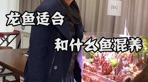哪些魚種適合與龍魚混養？，哪些魚種適合與龍魚混養這樣搭配最合適與龍魚混養