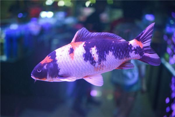 家里養(yǎng)財(cái)神魚的風(fēng)水作用，財(cái)神魚養(yǎng)殖與家居風(fēng)水