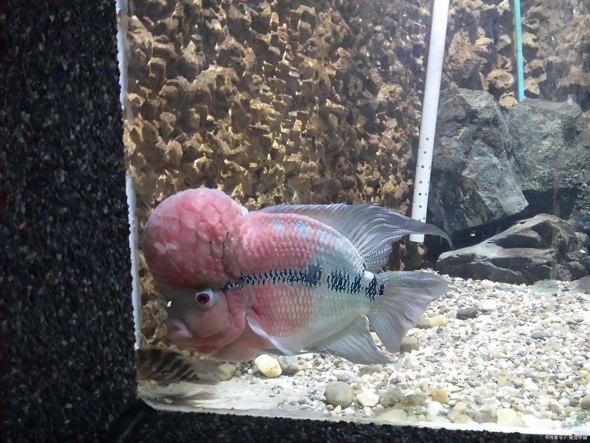 羅漢魚(yú)壽命一覽表，羅漢魚(yú)的壽命有多久