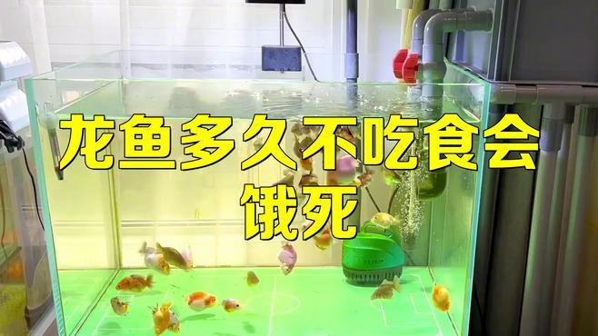 停食期間龍魚會(huì)餓死嗎？，停食期間龍魚會(huì)餓死嗎
